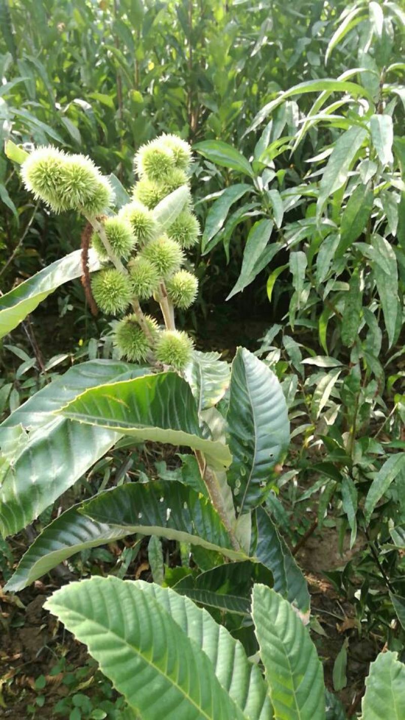 板栗苗50~80cm