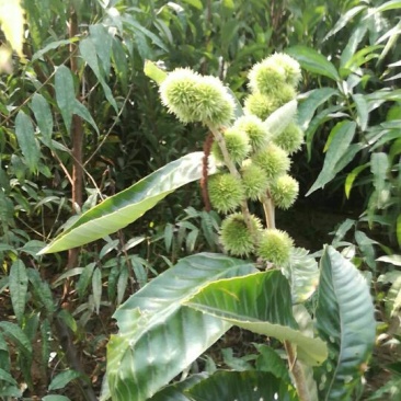 板栗苗50~80cm