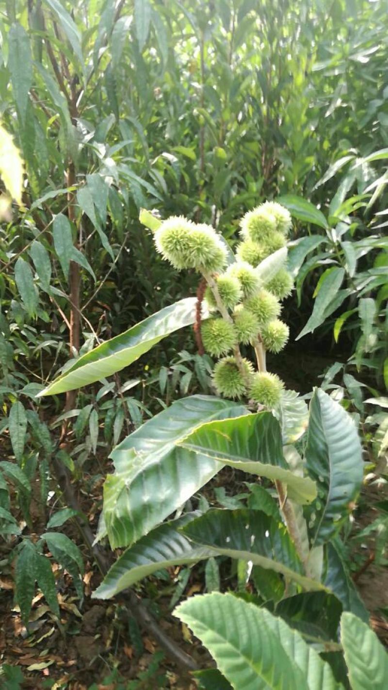 板栗苗50~80cm