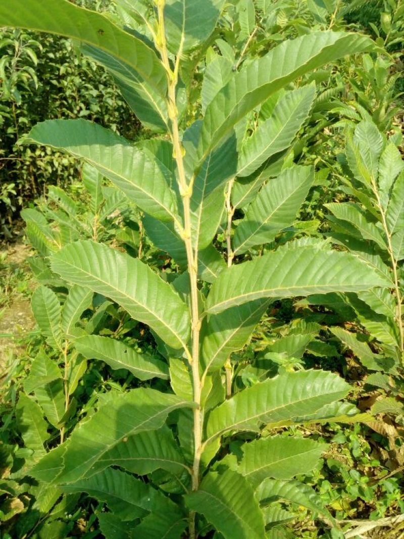 板栗苗50~80cm