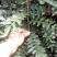花椒苗1~2年