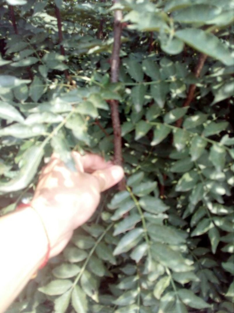 花椒苗1~2年