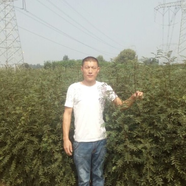 花椒苗1~2年