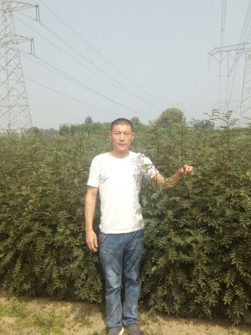花椒苗1~2年