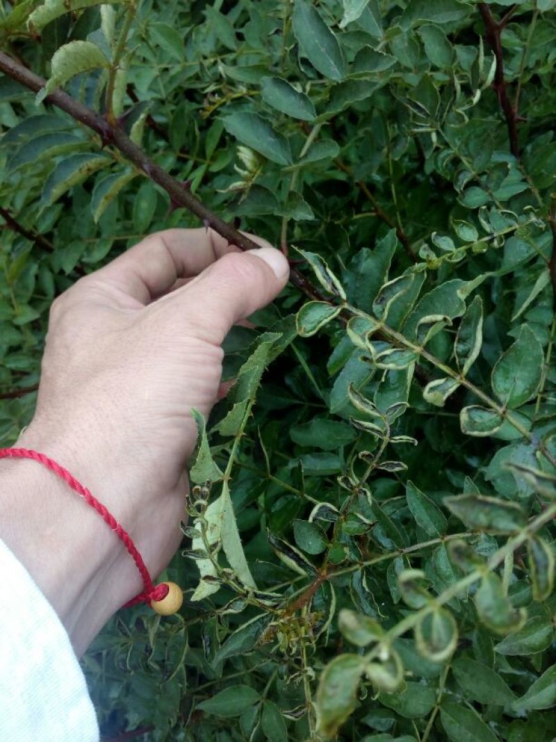 花椒苗1~2年