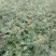 花椒苗1~2年