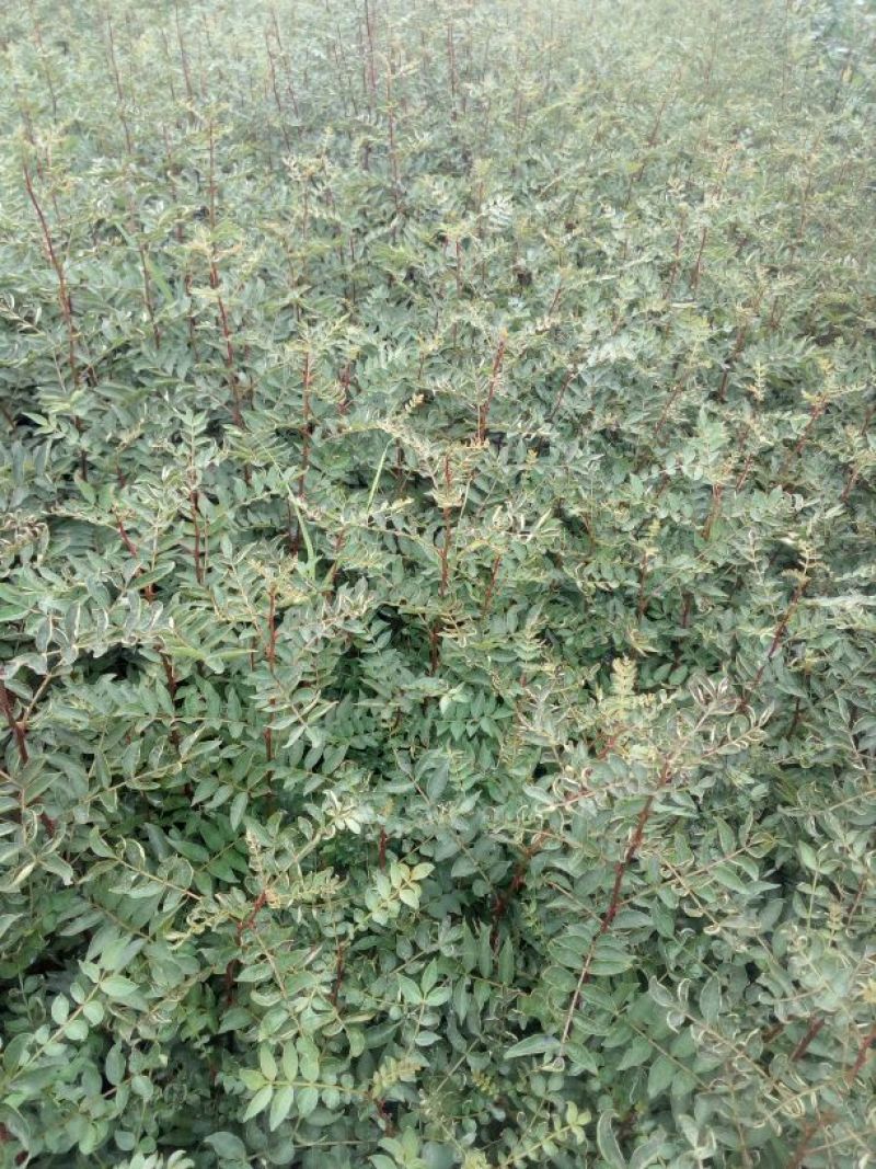 花椒苗1~2年