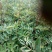 花椒苗1~2年