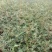 花椒苗1~2年