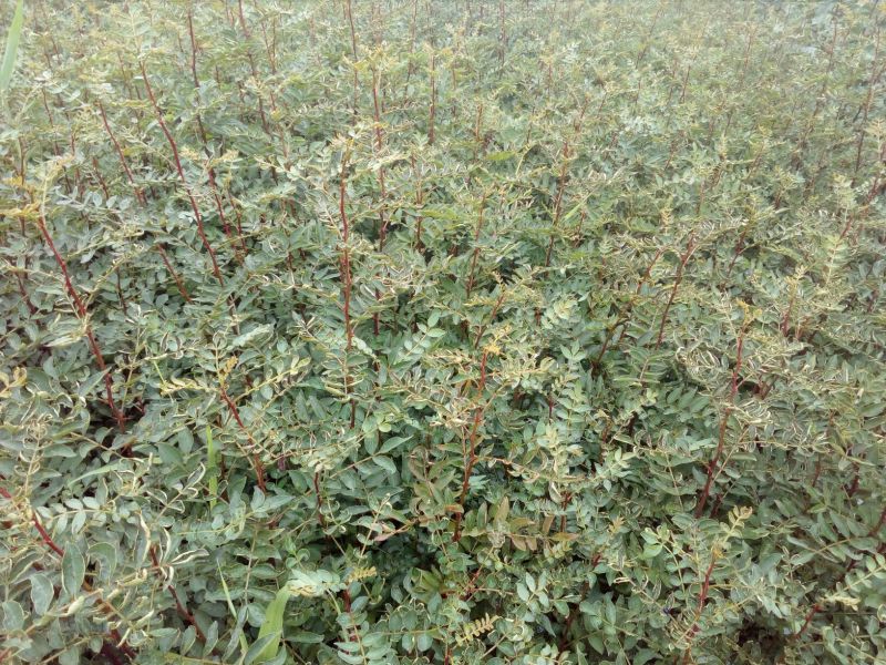 花椒苗1~2年