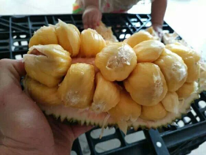 榴莲蜜苗榴莲蜜树苗营养袋苗带土发货