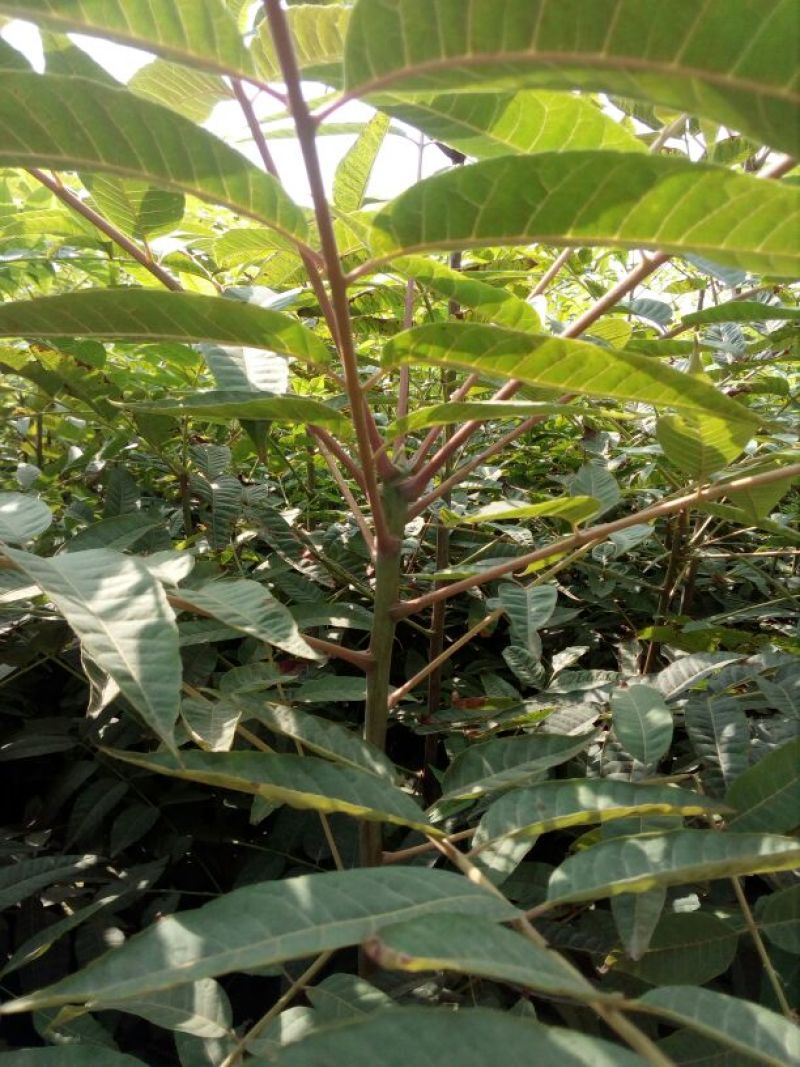 香椿苗80cm以上大棚