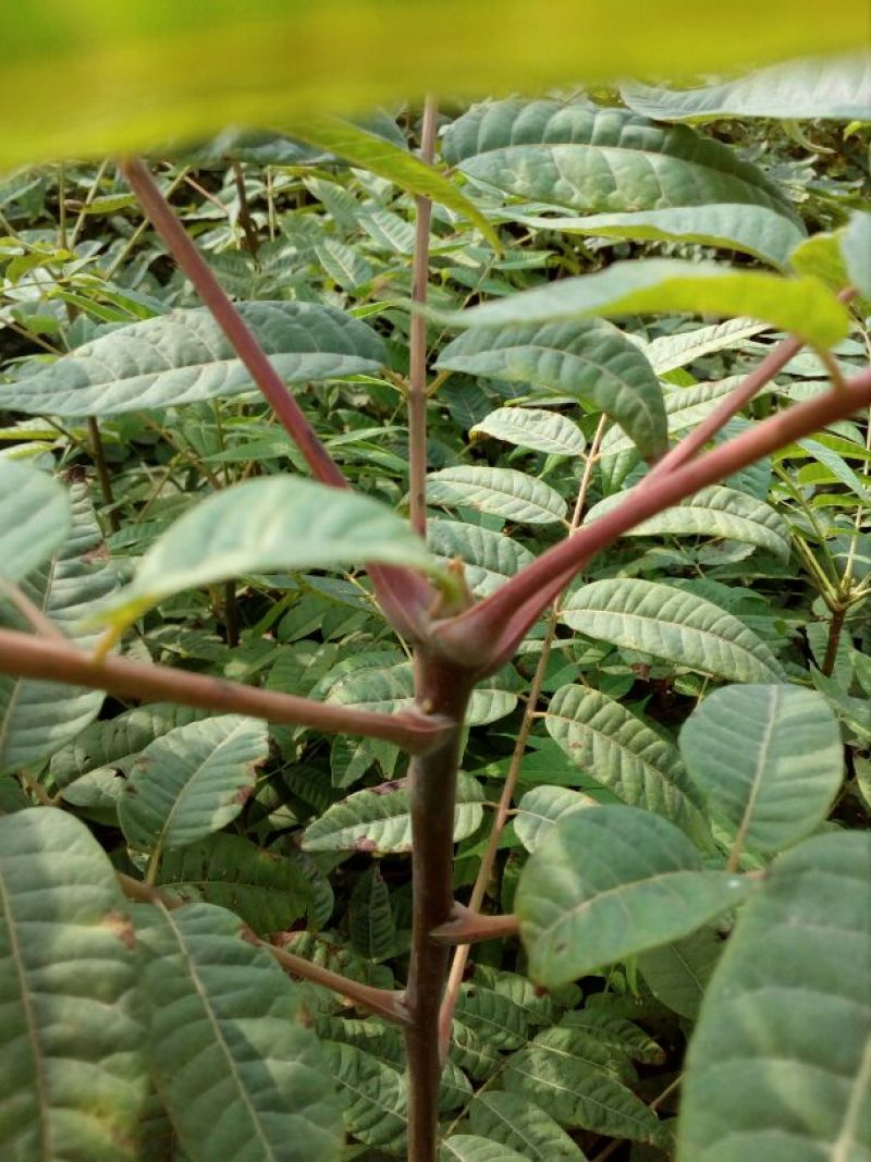 香椿苗80cm以上大棚