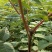 香椿苗80cm以上大棚