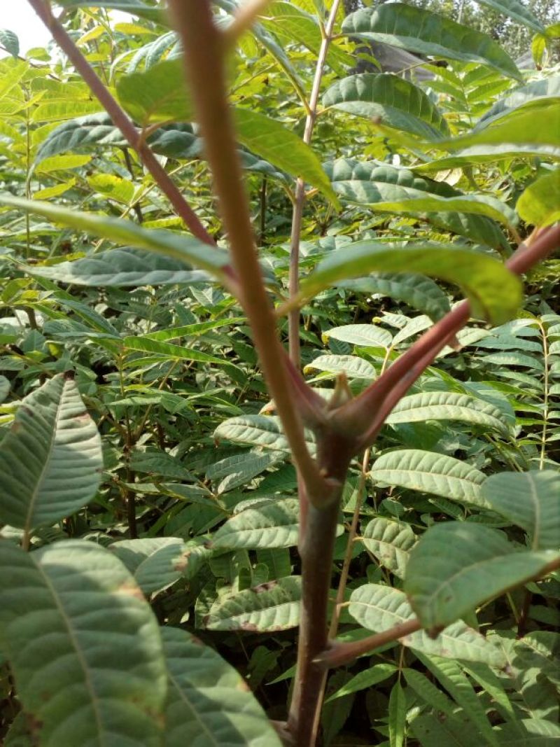 香椿苗80cm以上大棚