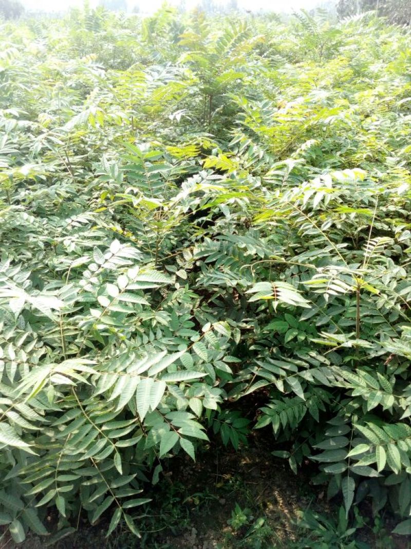 香椿苗80cm以上大棚