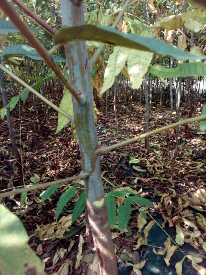 香椿苗80cm以上大棚
