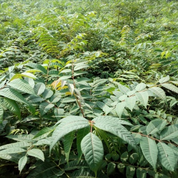 香椿苗80cm以上大棚