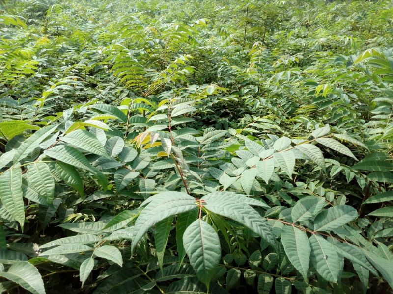 香椿苗80cm以上大棚