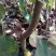 梨树苗1~4cm80cm以上