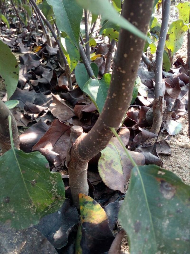 梨树苗1~4cm80cm以上