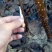 梨树苗1~4cm80cm以上