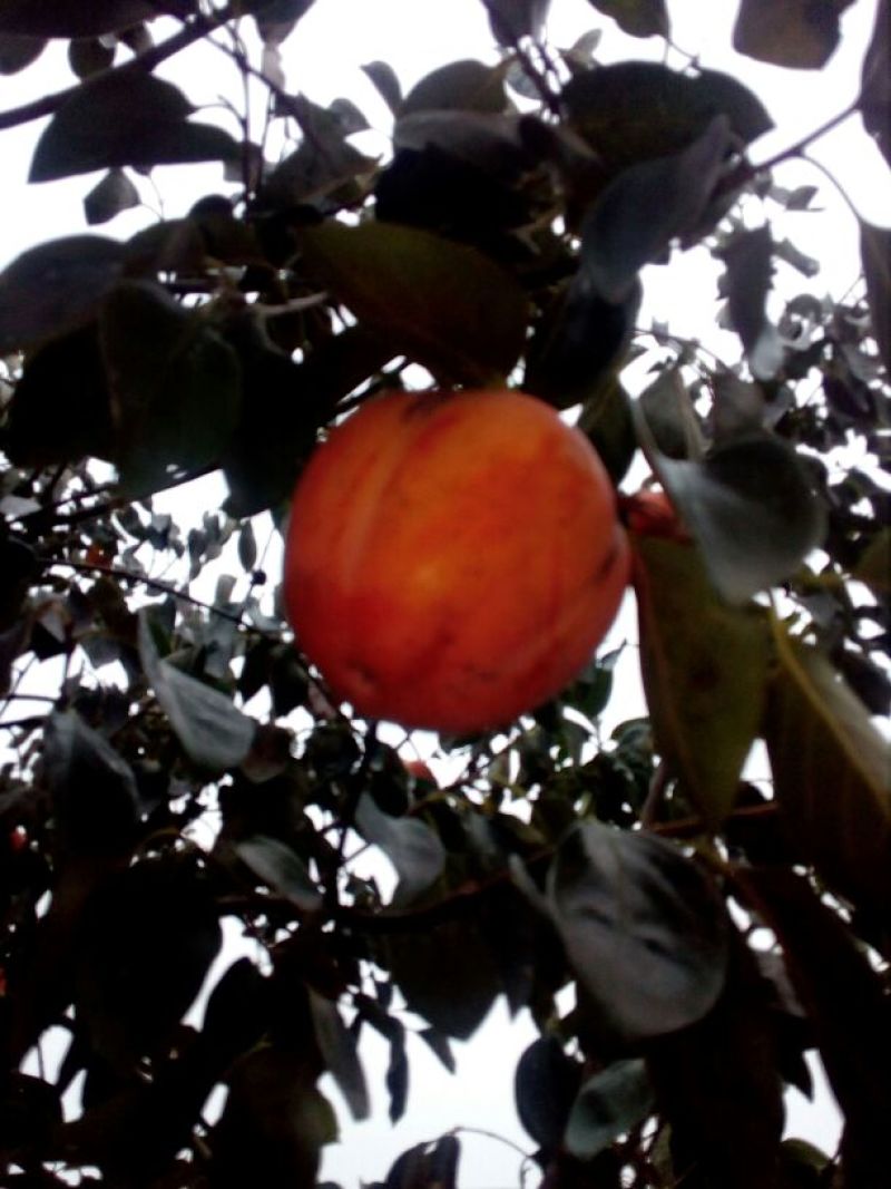 柿子树苗100~150cm