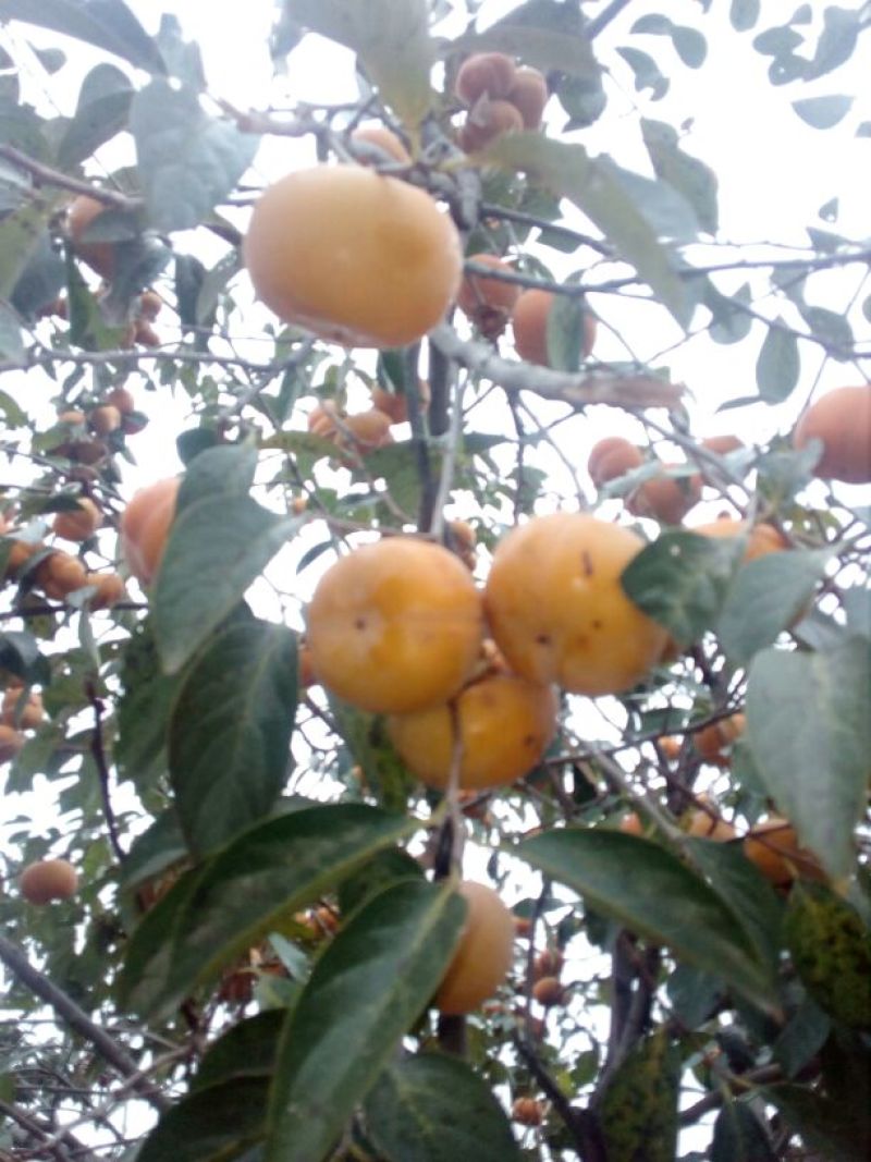 柿子树苗100~150cm