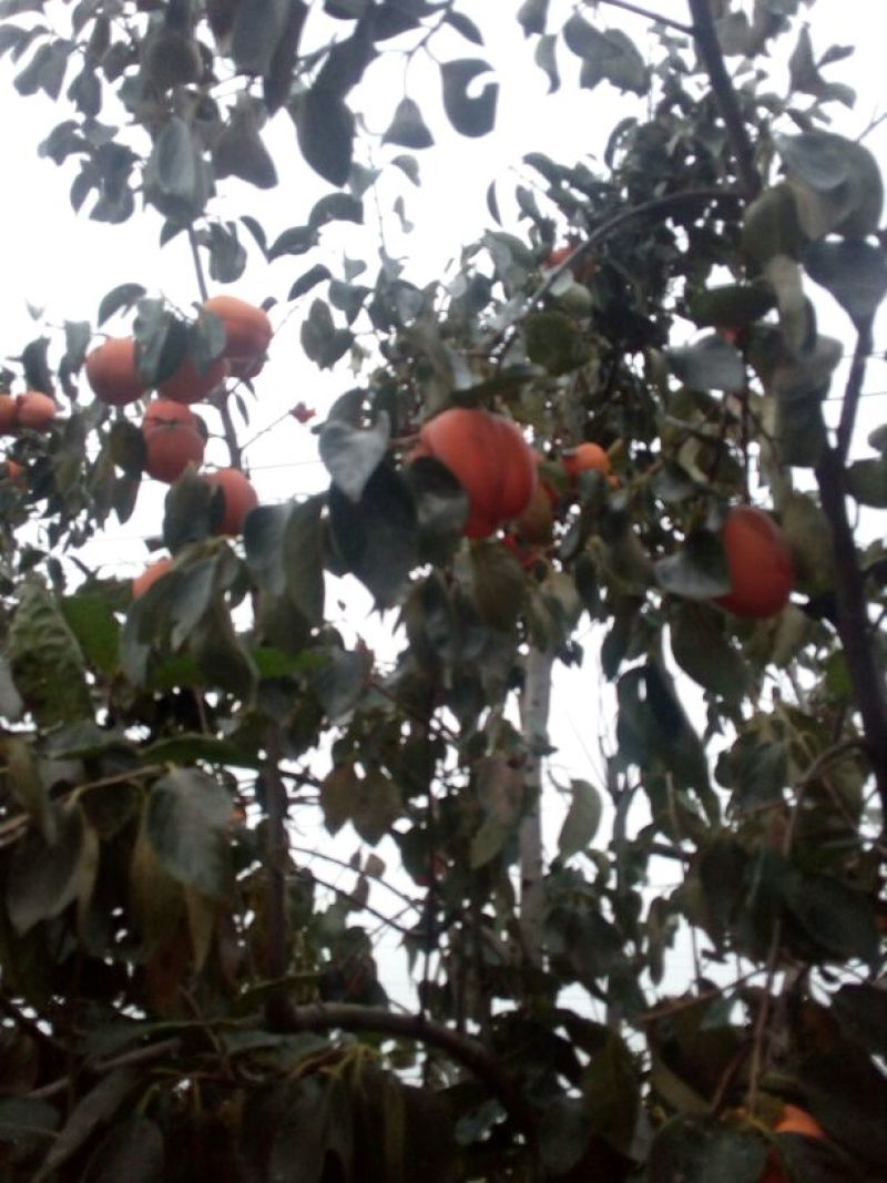 柿子树苗100~150cm
