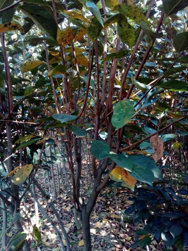 柿子树苗100~150cm