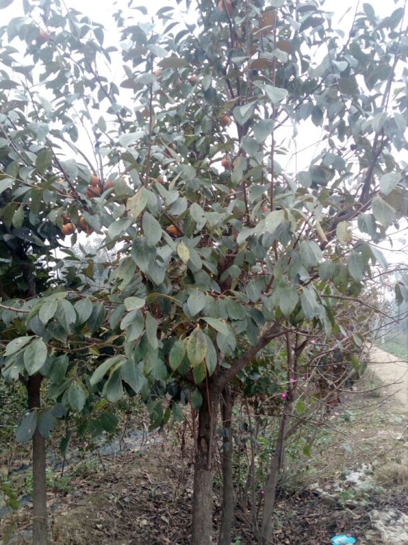 柿子树苗100~150cm