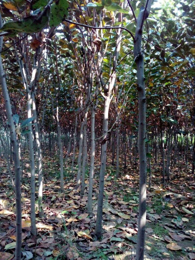 柿子树苗100~150cm