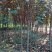 柿子树苗100~150cm
