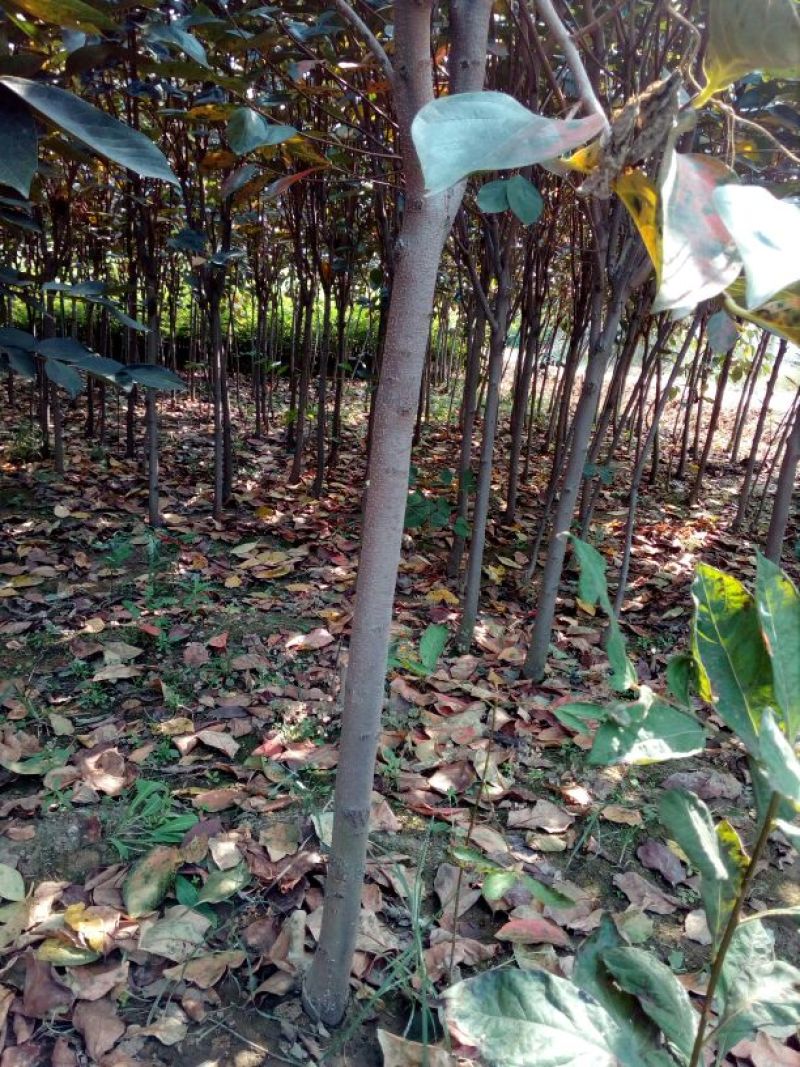 柿子树苗100~150cm
