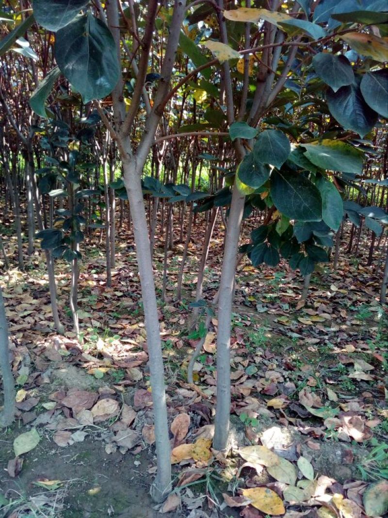 柿子树苗100~150cm
