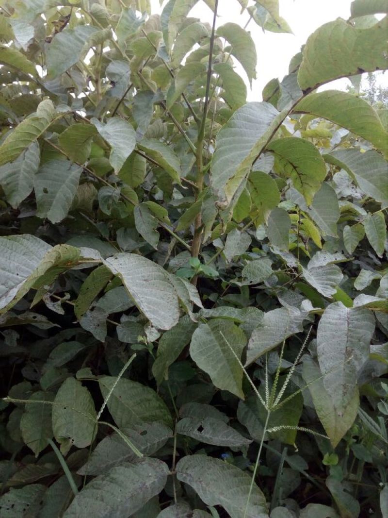 核桃苗二年苗50~100cm