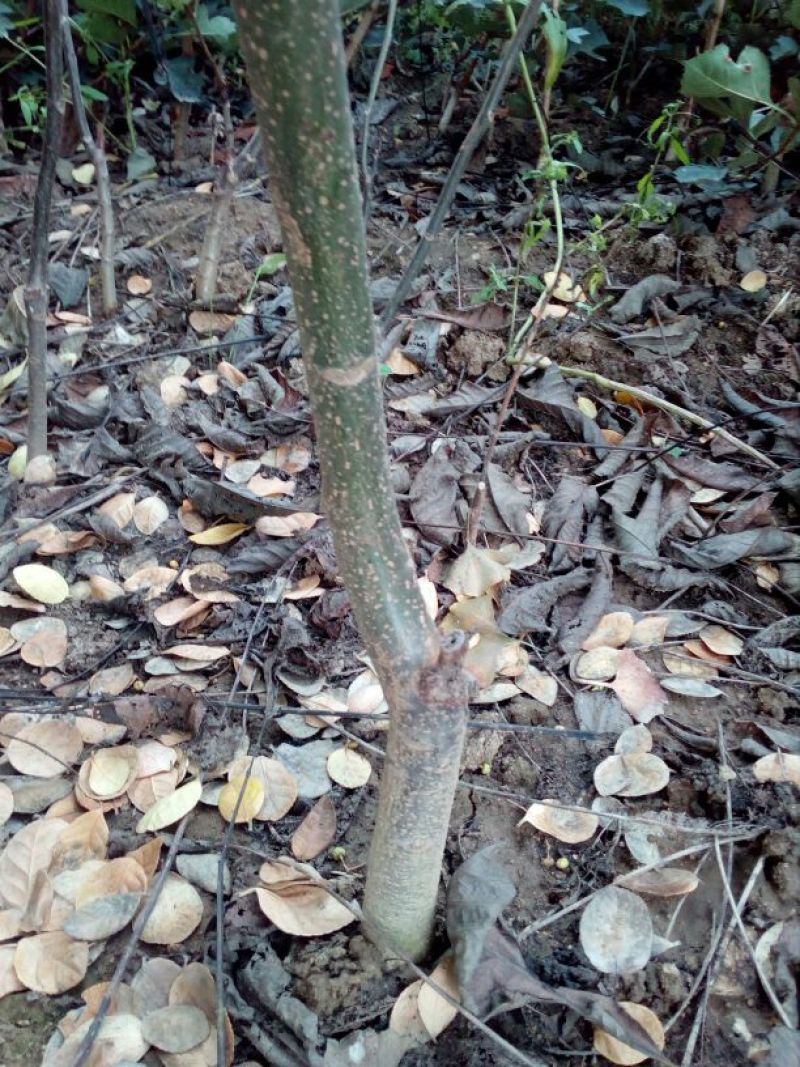 核桃苗二年苗50~100cm