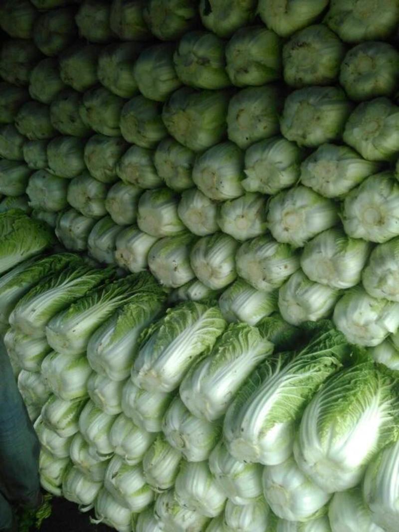 河北定州蔬菜基地大量供应大白菜北京三号白菜黄心大白菜
