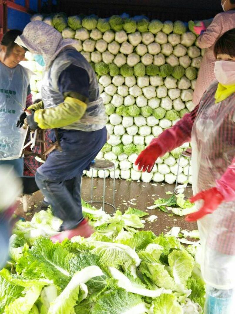 河北定州蔬菜基地大量供应大白菜北京三号白菜黄心大白菜