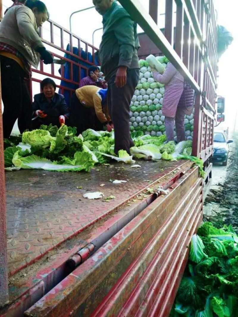 河北定州蔬菜基地大量供应大白菜北京三号白菜黄心大白菜