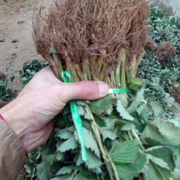 草莓苗20~30cm