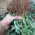 草莓苗20~30cm