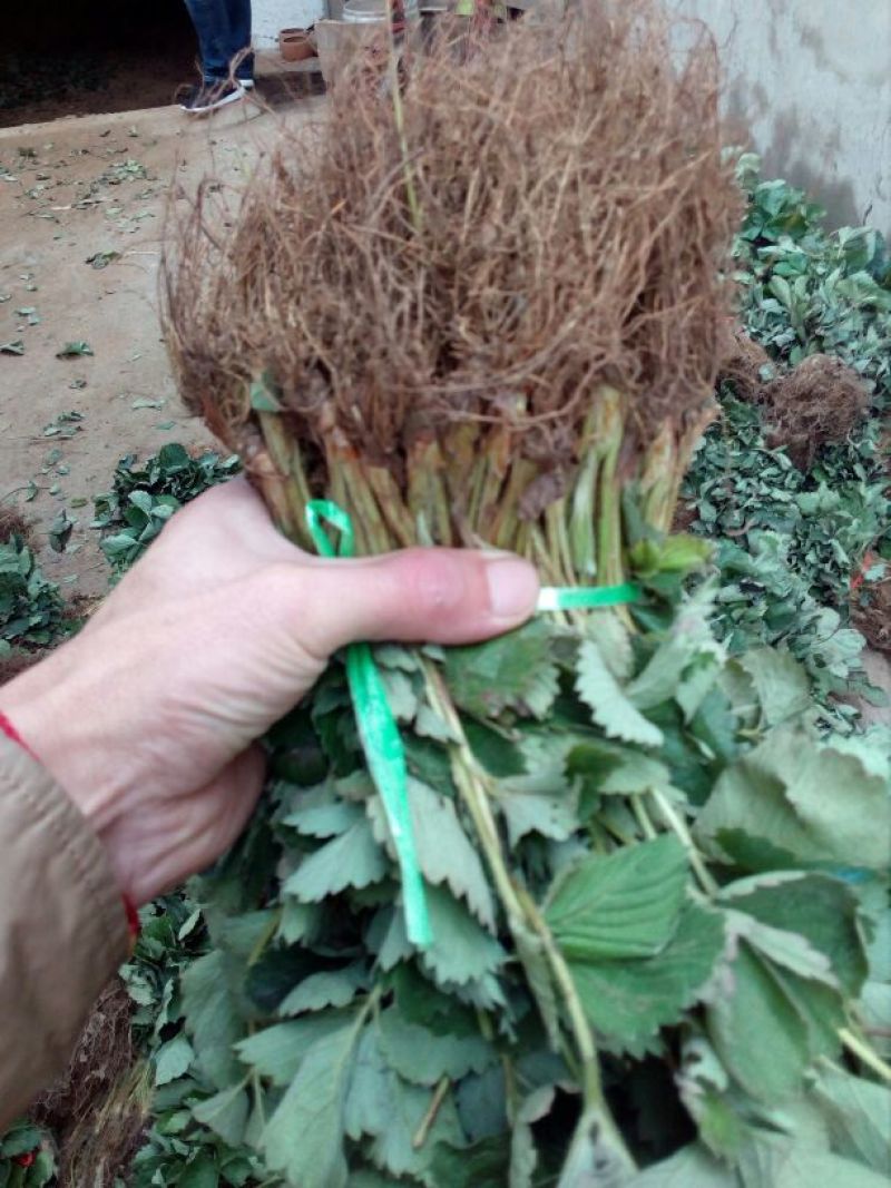 草莓苗20~30cm