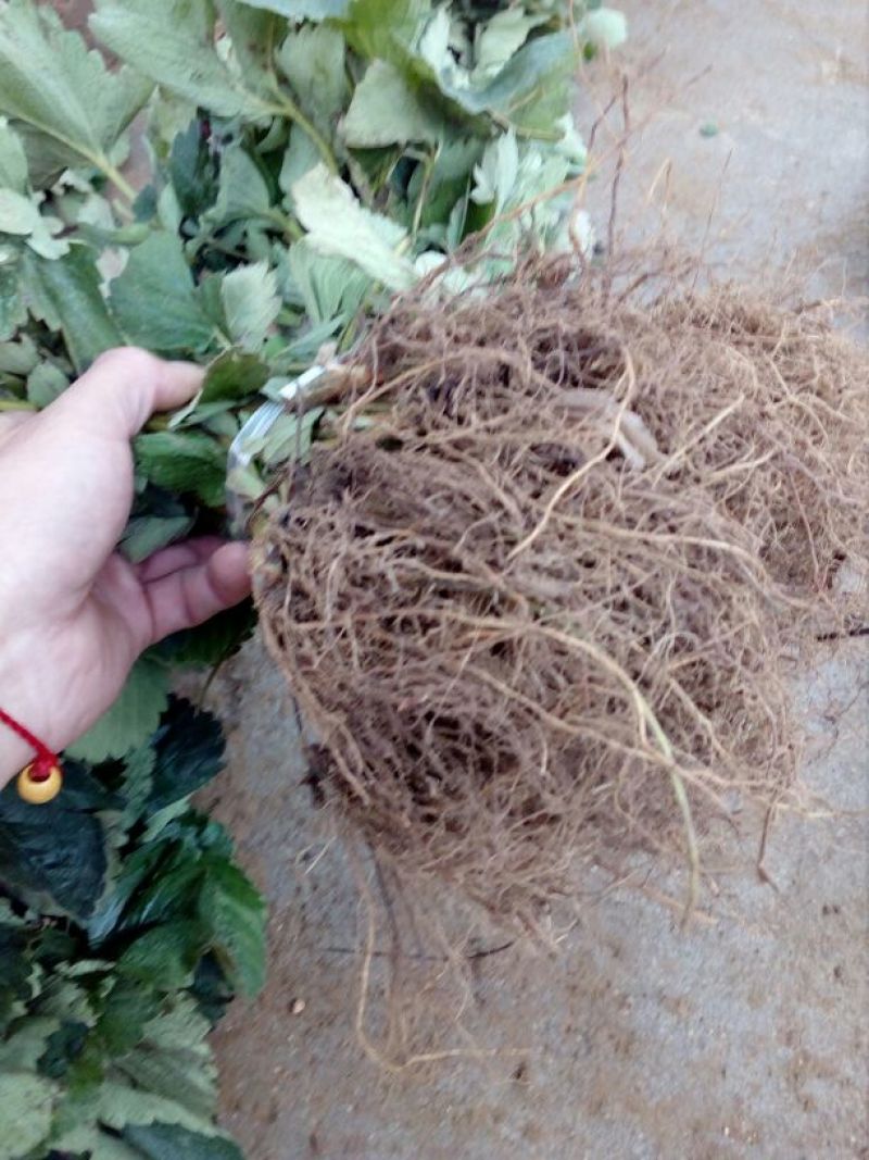 草莓苗20~30cm