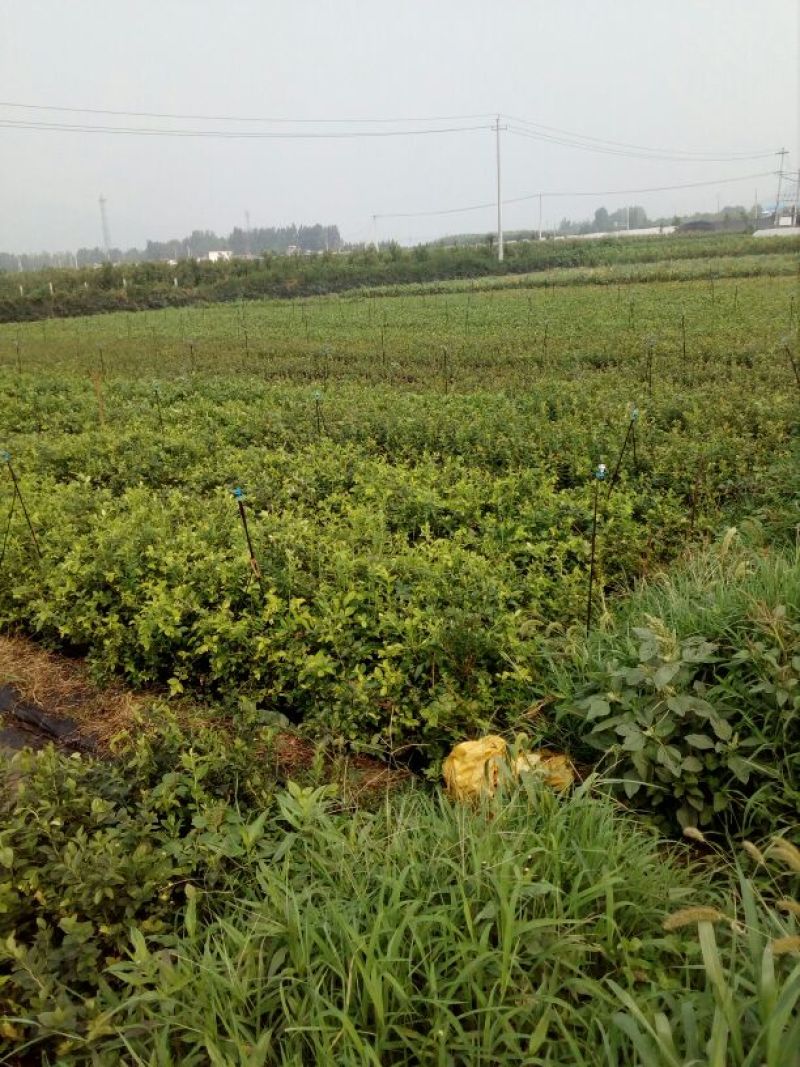 蓝莓苗2年以上50~80cm