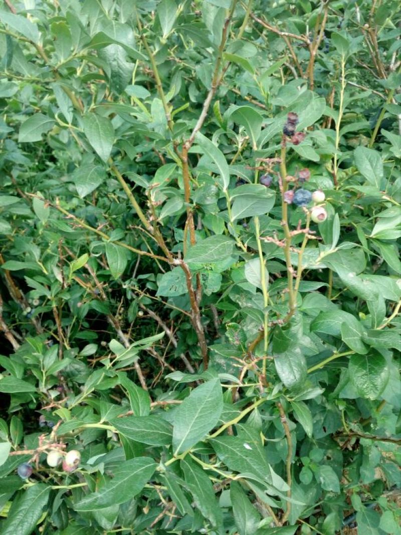 蓝莓苗2年以上50~80cm