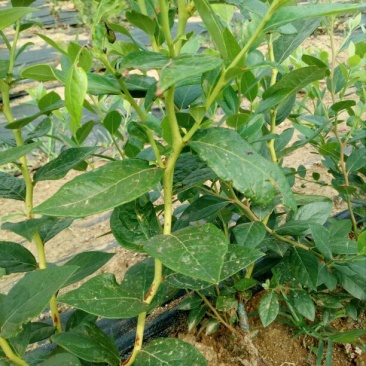 蓝莓苗2年以上50~80cm