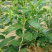 蓝莓苗2年以上50~80cm