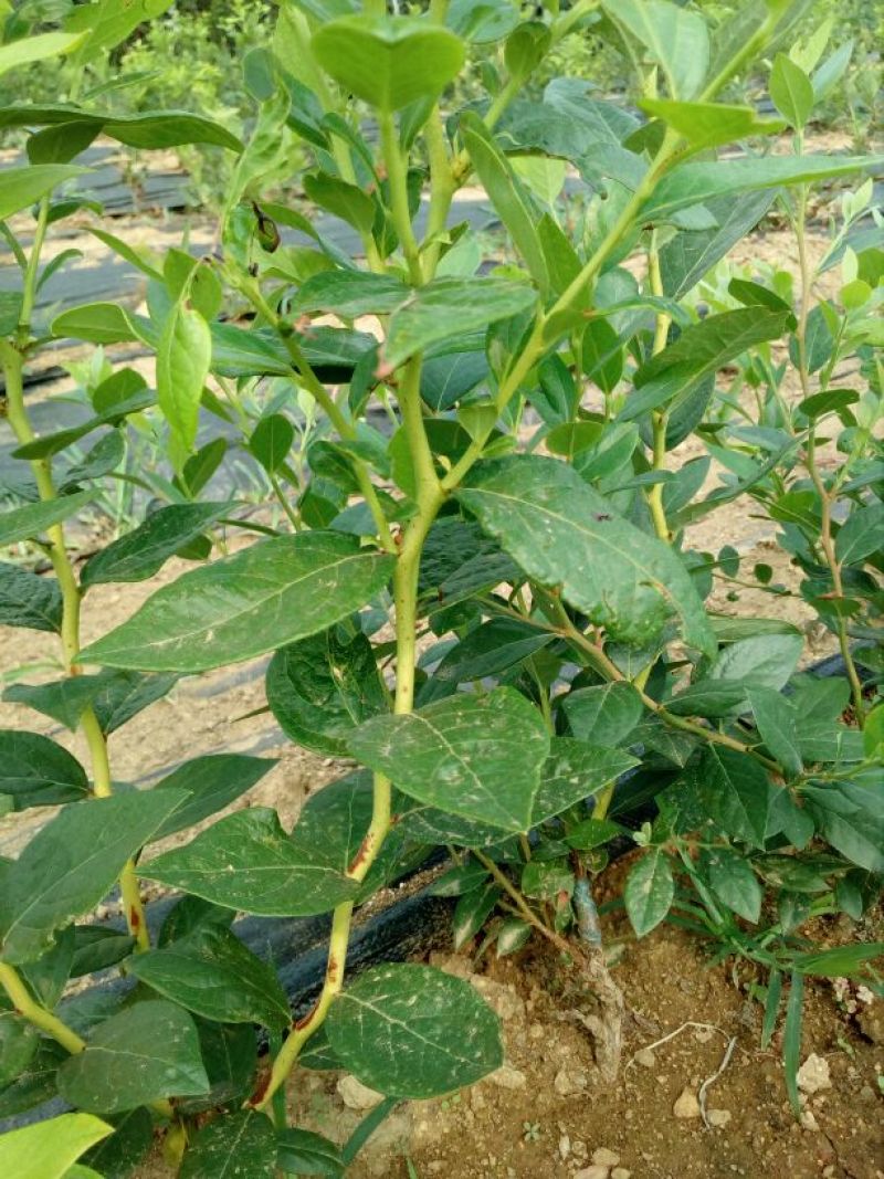 蓝莓苗2年以上50~80cm