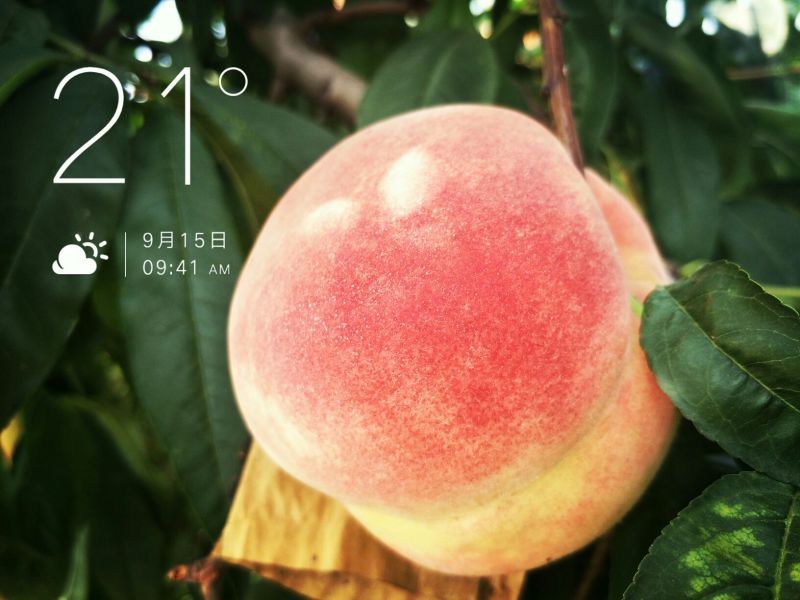 寒露蜜桃树苗80cm以上